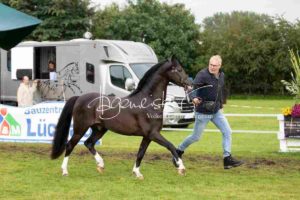 Regionalschau S-H/HH e.V. IG Welsh 26