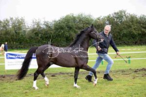 Regionalschau S-H/HH e.V. IG Welsh 27