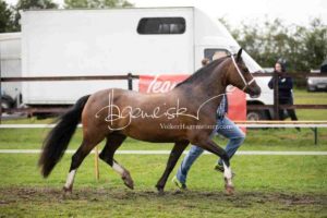 Regionalschau S-H/HH e.V. IG Welsh 28