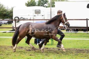 Regionalschau S-H/HH e.V. IG Welsh 1