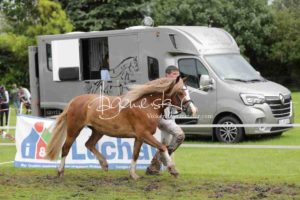 Regionalschau S-H/HH e.V. IG Welsh 2