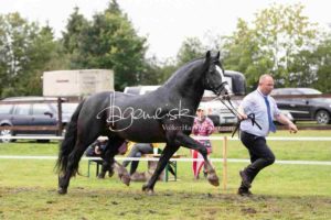 Regionalschau S-H/HH e.V. IG Welsh 3