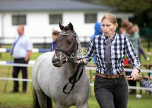 Regionalschau S-H/HH e.V. IG Welsh 5