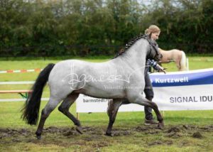 Regionalschau S-H/HH e.V. IG Welsh 7