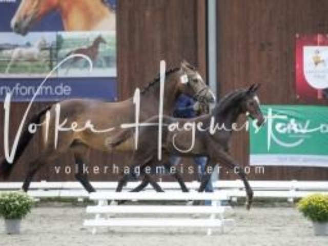 Deutsches Reitpony Fohlenchampionat 25