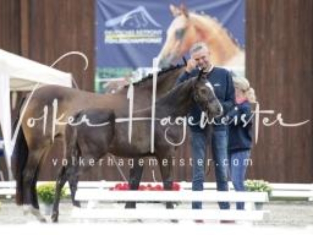 Deutsches Reitpony Fohlenchampionat 26