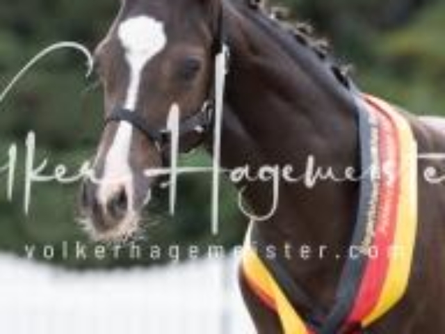 Deutsches Reitpony Fohlenchampionat 27