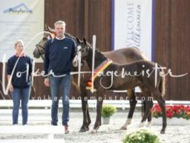 Deutsches Reitpony Fohlenchampionat 28