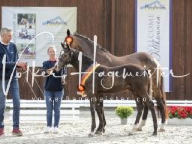 Deutsches Reitpony Fohlenchampionat 29