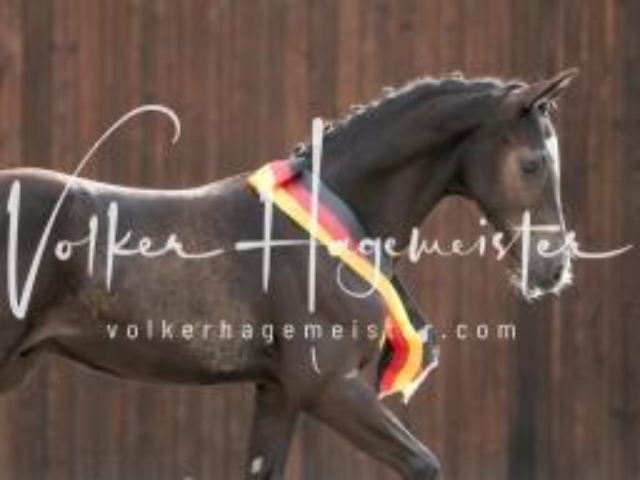 Deutsches Reitpony Fohlenchampionat 1