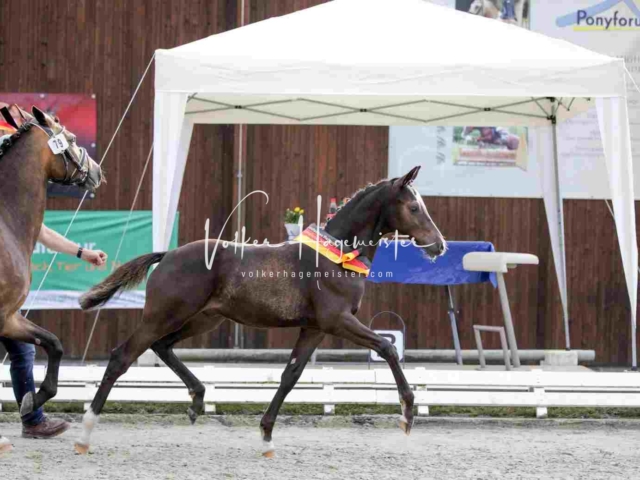 Deutsches Reitpony Fohlenchampionat 2