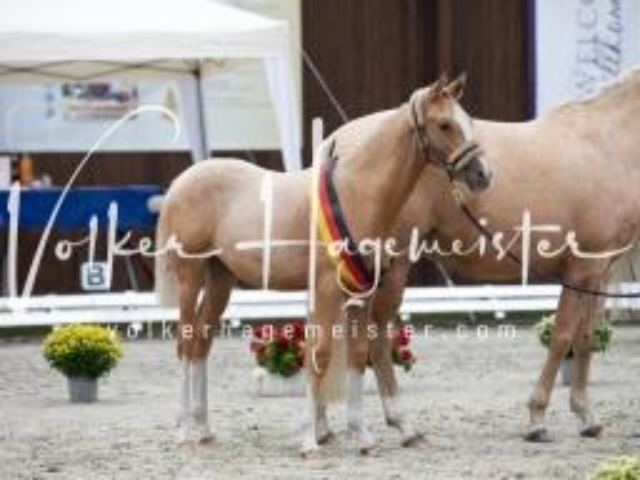 Deutsches Reitpony Fohlenchampionat 4