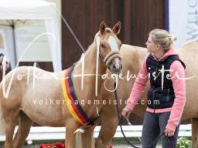 Deutsches Reitpony Fohlenchampionat 5