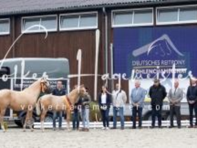 Deutsches Reitpony Fohlenchampionat 7