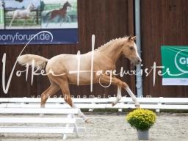 Deutsches Reitpony Fohlenchampionat 8