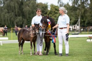 PSB Fohlenchampionat Sieger 5