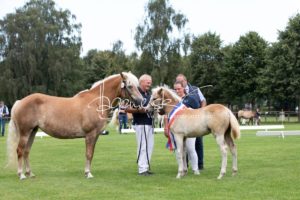 PSB Fohlenchampionat Sieger 6