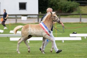PSB Fohlenchampionat Sieger 7