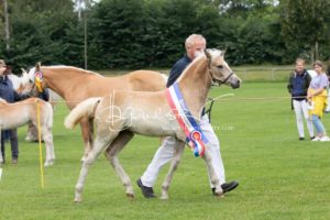 PSB Fohlenchampionat Sieger 8