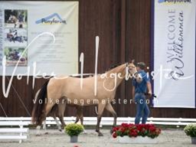 Deutsches Reitpony Fohlenchampionat 9