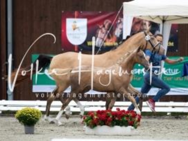 Deutsches Reitpony Fohlenchampionat 10