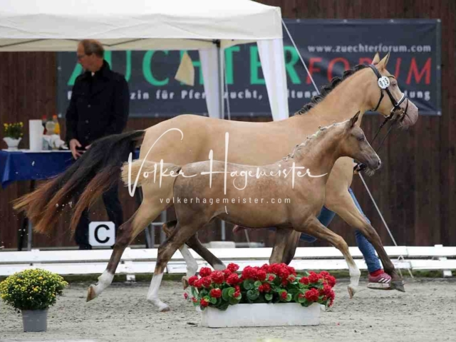 Deutsches Reitpony Fohlenchampionat 11