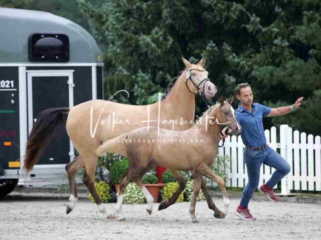 Deutsches Reitpony Fohlenchampionat 12