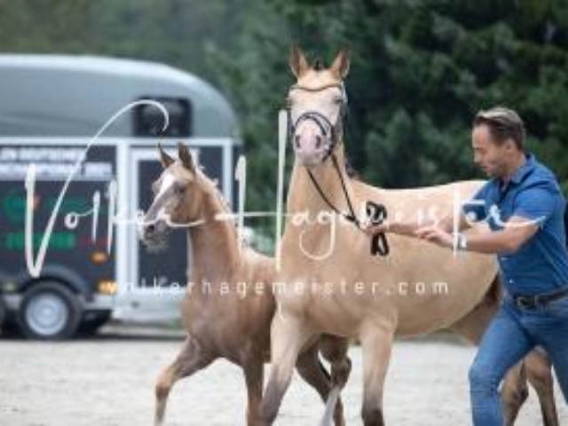 Deutsches Reitpony Fohlenchampionat 13