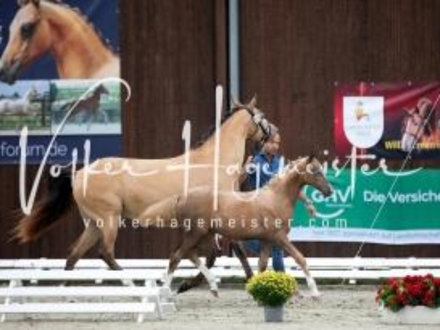Deutsches Reitpony Fohlenchampionat 14