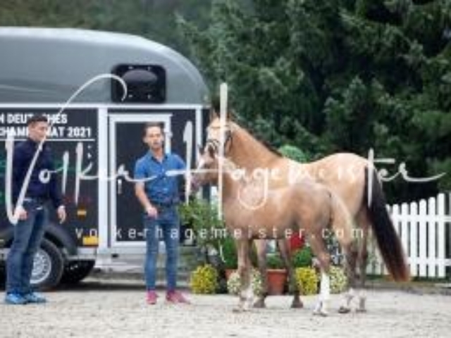 Deutsches Reitpony Fohlenchampionat 15