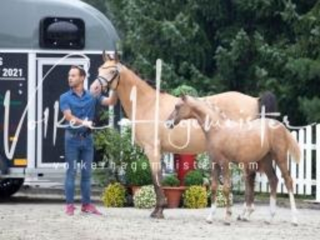 Deutsches Reitpony Fohlenchampionat 17