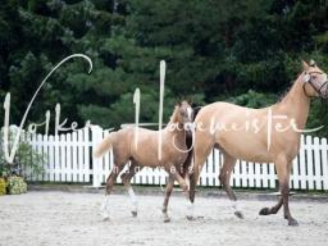 Deutsches Reitpony Fohlenchampionat 18