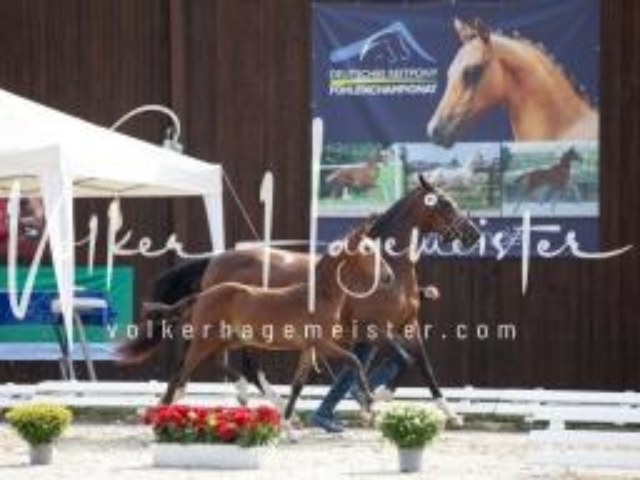 Deutsches Reitpony Fohlenchampionat 20