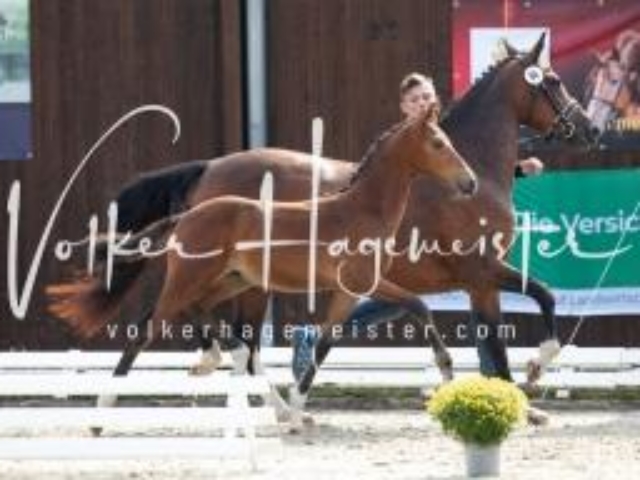 Deutsches Reitpony Fohlenchampionat 21