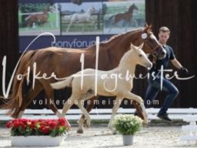Deutsches Reitpony Fohlenchampionat 22