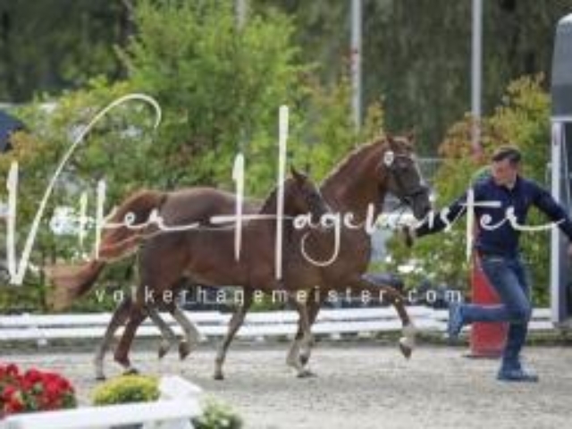 Deutsches Reitpony Fohlenchampionat 23