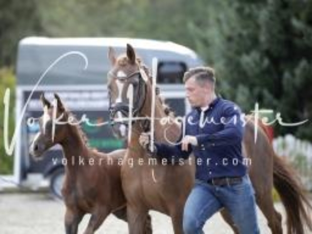 Deutsches Reitpony Fohlenchampionat 25