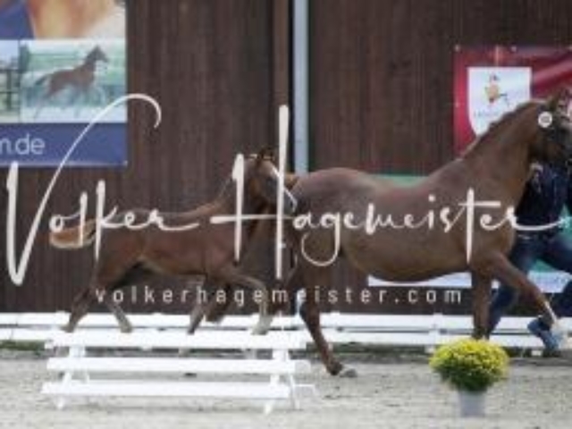 Deutsches Reitpony Fohlenchampionat 26