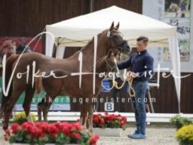 Deutsches Reitpony Fohlenchampionat 27