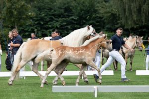 PSB Fohlenchampionat Sieger 12