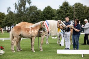 PSB Fohlenchampionat Sieger 13