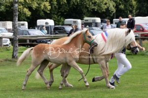 PSB Fohlenchampionat Sieger 15