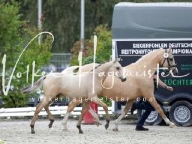 Deutsches Reitpony Fohlenchampionat 28