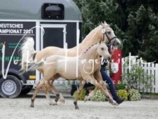 Deutsches Reitpony Fohlenchampionat 30