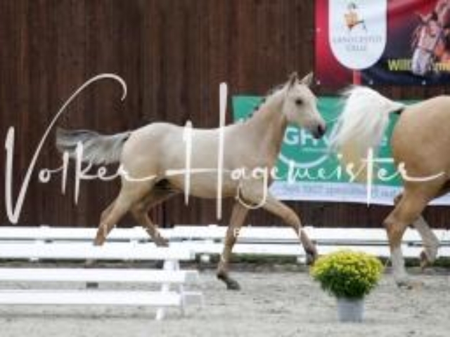 Deutsches Reitpony Fohlenchampionat 1
