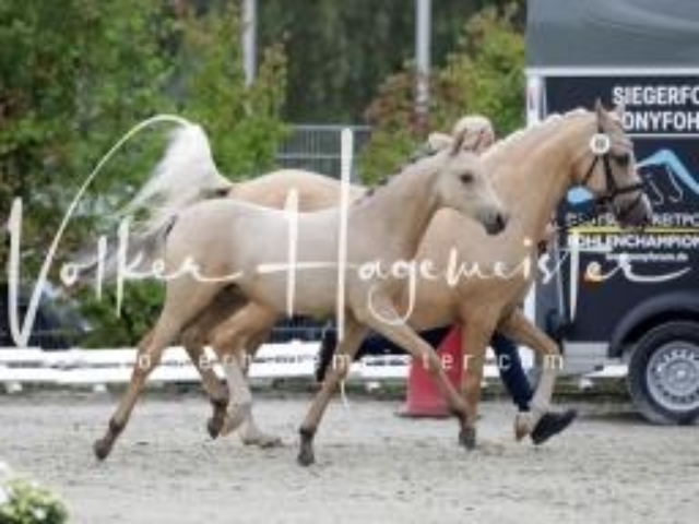 Deutsches Reitpony Fohlenchampionat 2