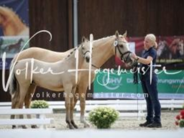 Deutsches Reitpony Fohlenchampionat 3