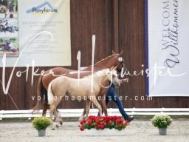 Deutsches Reitpony Fohlenchampionat 4