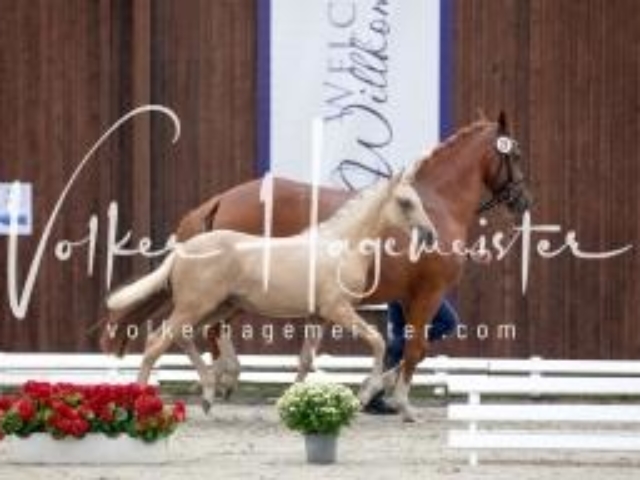 Deutsches Reitpony Fohlenchampionat 5