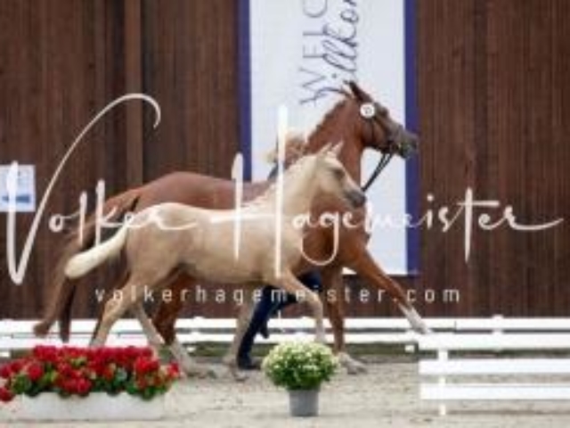 Deutsches Reitpony Fohlenchampionat 6